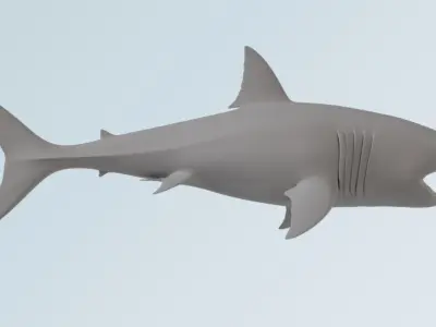 Shark  3D model