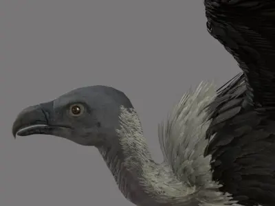 vulture 3D model buy