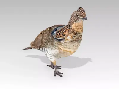 Grouse Low-poly 3D model