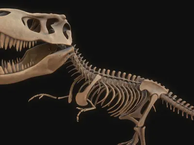 T-rex Skeleton 3D model purchase