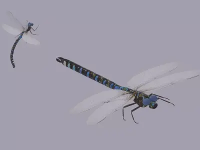 Dragonfly 3D model get