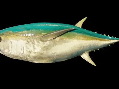 Tuna 3D model bluefin Free low-poly 3D model
