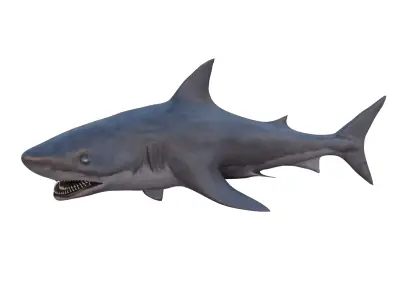 SHARK BULL Low-poly 3D model