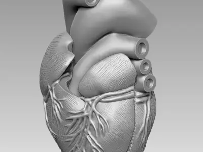  human heart 3D print model 3D print model