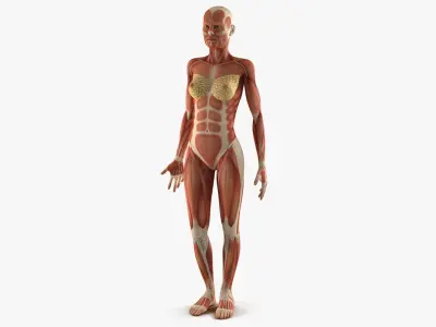 Male and Female Muscular System Anatomy Collection 3D model