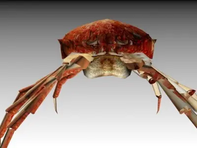 CRAB LOW POLY spider with long legs 3D model