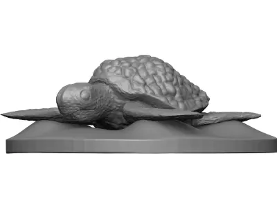 Sea Turtle 3D model order