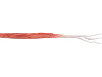 European Flying Squid Low-poly 3D model