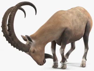 Alpine Ibex with Large Horns 3D model