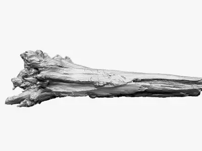 3D Tree trunk Zbrush sculpt 3D model