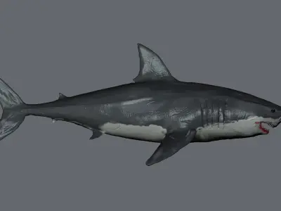 Realistic Great White Shark 3D Model in OBJ and STL 3D print model