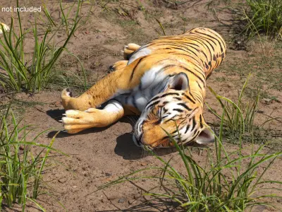 Tiger Cub Sleeping 3D model