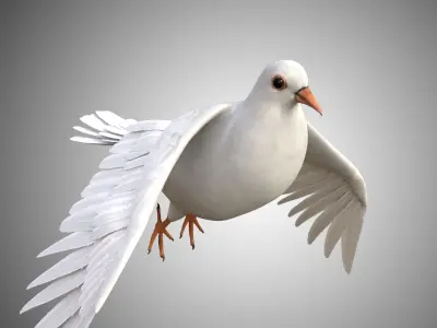Realistic Rigged High Detailed Low Poly Dove 3D model
