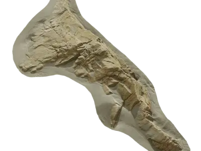 Small Ridged Beach Rock Model  purchase