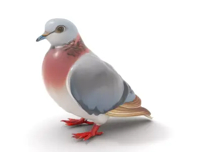 Elegant Pigeon Model Pack Low-poly 3D model