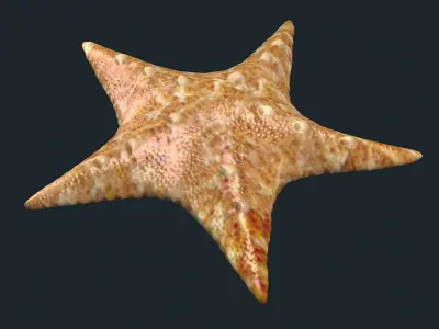 fish Sea Stars Pentagrams sea creatures animals ocean 3D model