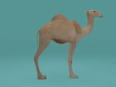 Camel Low-poly 3D model shop