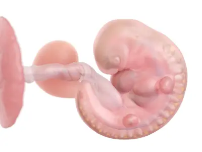 Fetus Anatomy Week 5 Animated 3D model