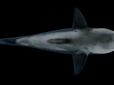 Bull shark 3D model