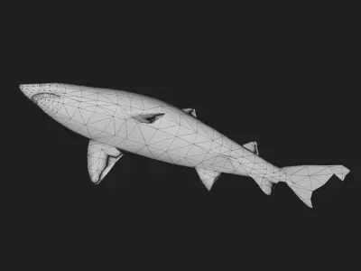 Shark Low-poly 3D model 22