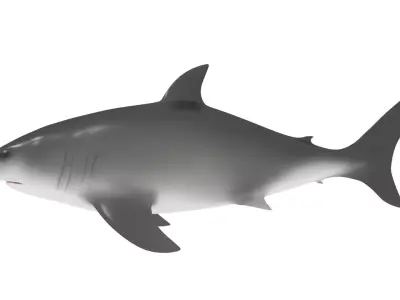 Shark Rigged 3D model