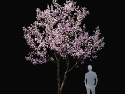  Cherry-tree flowering Cerasus 03 