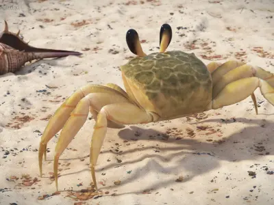  Eyestalk Crab Arthropod 