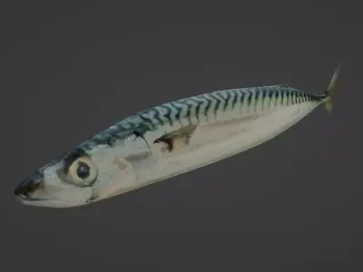 Maquereau mackerel fish Low-poly 3D model