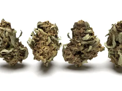 Cannabis Bud 02 3D model