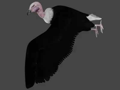 Vulture low poly fully rigged 4 Low-poly 3D model