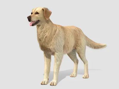 Dog - Golden Retriever 3D model
