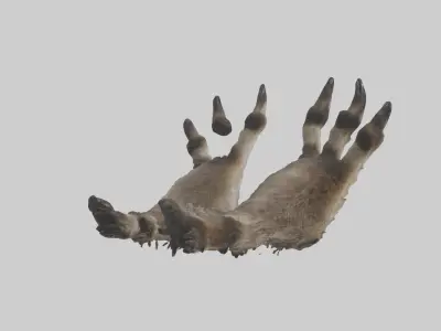 Raccoon Paws Low-poly 3D model