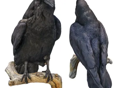 Raven perched on branch 3D model