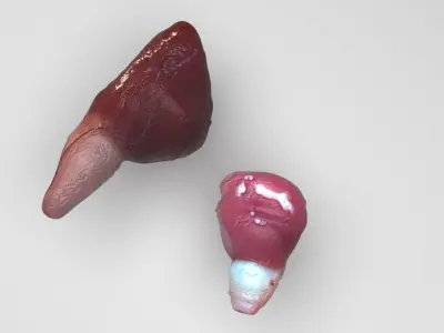 Fish Heart 3D model