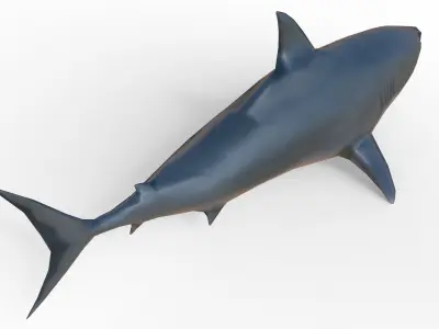 Shark Low-poly 3D model 37
