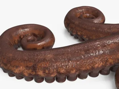  Marine Octopus Tentacles Curled 