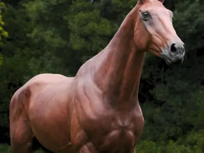  Horse Brown  purchase