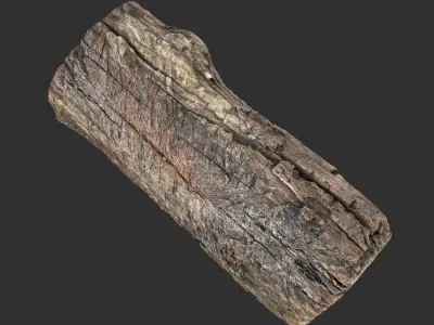 3d scan of Tree trunk 3D model