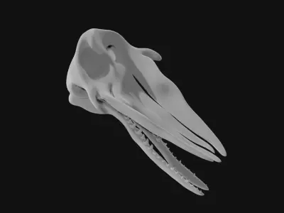 Sperm whale skull 3D model purchase