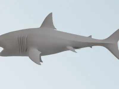 Shark  3D model
