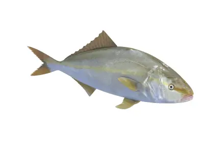 Fish Collection 3D model 3