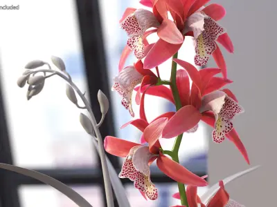 Pink Orchid Branch 3D model