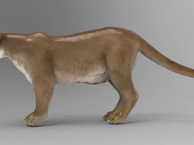 Cougar  - Rigged Low-poly 3D model