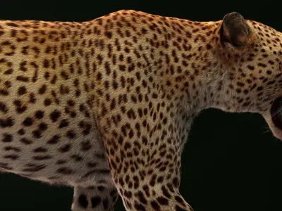 Leopard (3) (RIG) (Fur) 3D model