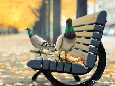Pigeon Rigged Low-poly 3D model