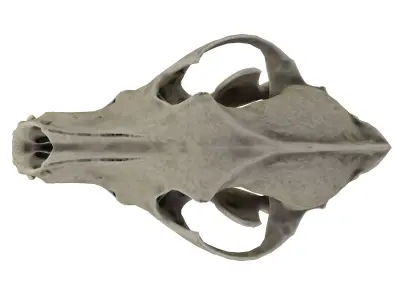 Dog Skull 3D model