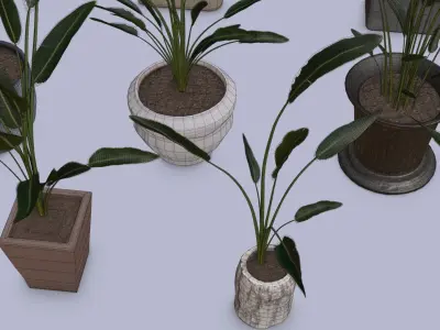 Flowers Bird of paradise in pots collection for archivis Low-poly 3D model