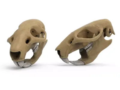 Rat skull 3D model