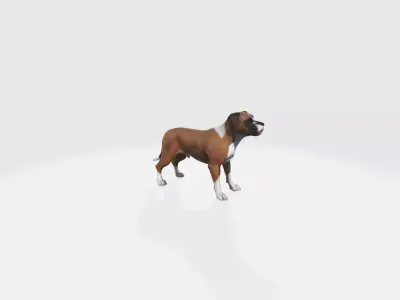 Boxer Blaze Low-poly 3D model