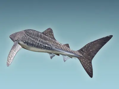 Whale Shark 3D model get